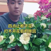 #栀子花#花卉绿植#养花种植小技巧#家庭养花