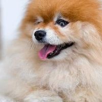 深度实测分享宠物空气净化器哪个牌子好，2026年十大款式排行合集