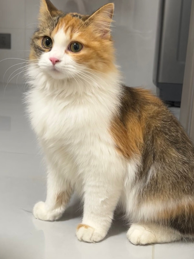 猫咪春季驱虫指南