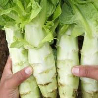 莴笋‌品种有哪些？有多少种做法？