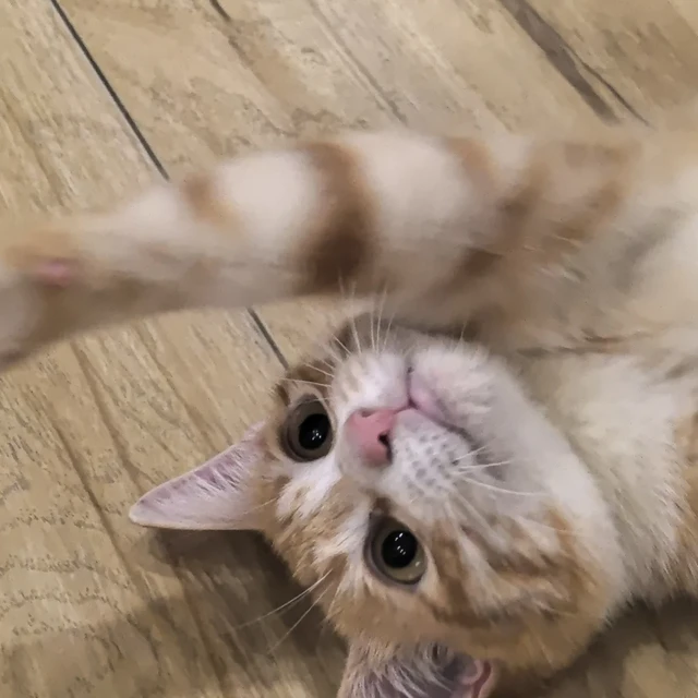 人，咪的跳蚤攻略