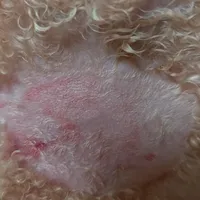 泰迪真菌皮肤病引发掉毛怎么办