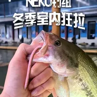 插铅带来的快乐谁懂啊~冬日室内鲈钓爽一把 室外天寒地冻，室内温暖如春
neko钓组带来的快乐谁懂啊
@MORIGEN运动户外旗舰店 地球插铅
操作简单效果好
快来感受室内鲈鱼狂拉的快乐吧
#路亚 #鲈钓 #路亚饵 #路亚钓组 #摩利根