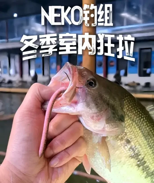 插铅带来的快乐谁懂啊~冬日室内鲈钓爽一把 室外天寒地冻，室内温暖如春
neko钓组带来的快乐谁懂啊
@MORIGEN运动户外旗舰店 地球插铅
操作简单效果好
快来感受室内鲈鱼狂拉的快乐吧
#路亚 #鲈钓 #路亚饵 #路亚钓组 #摩利根