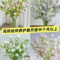 🎐风铃鲜切花养护｜让小铃铛多叮几天～🎐