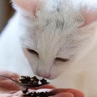 拒绝选粮PUA！真正安全、适合猫咪长期吃的猫粮推荐