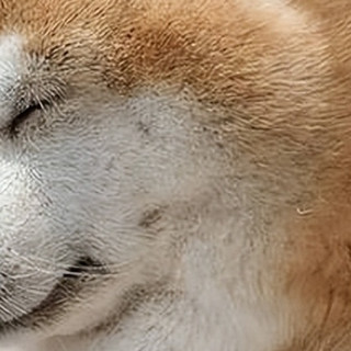 狗狗肥胖危害大！选对营养狗粮，轻松吃出健康身材