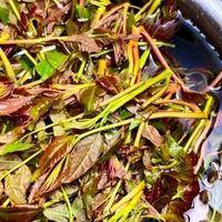 春日鲜滋味：香椿炒蛋的诗意邀约