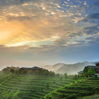 茶叶华祥苑多少钱？庄园好茶丰俭由人，从口粮到国礼全覆盖