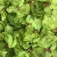 春日清甜滋味：蒸榆钱