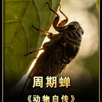 17年的黑暗，换一次夏日鸣唱。 本合集以动物第一人称视角，讲述它们真实的生活习性、生存智慧与生存现状。用故事化的方式科普动物知识，带你走进最真实的自然世界。
#科普 #纪录片 #动物世界 #纪录片解说 #动物的迷惑行为