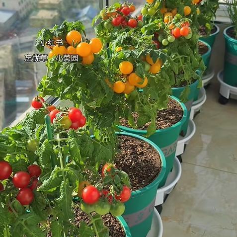 女孩阳台种菜8年，“火”到了人民日报！网友：这才是中国人的DNA