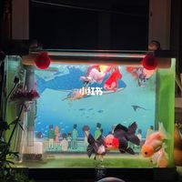 大密度养鱼空气缸教程来了❣️