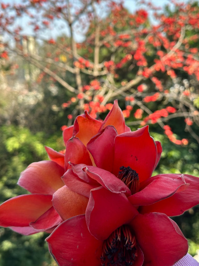 广州春日养生笔记 🌧️🌿