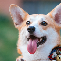 2026宠物空气净化器榜单出炉！十大排名机型闭眼入（附参数避坑）