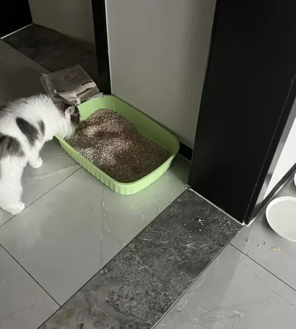 多猫家庭第一次用洗地机，人傻了
