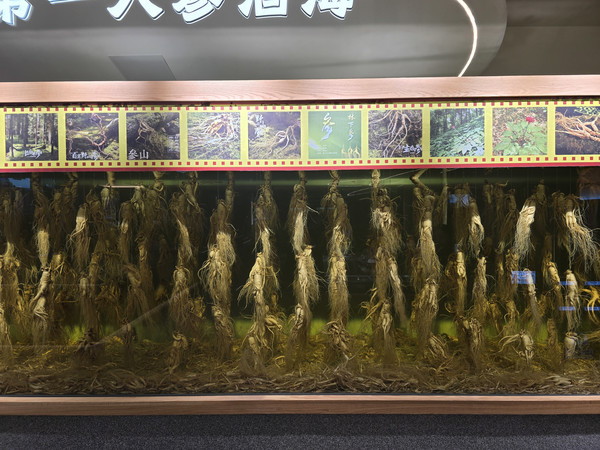 人参