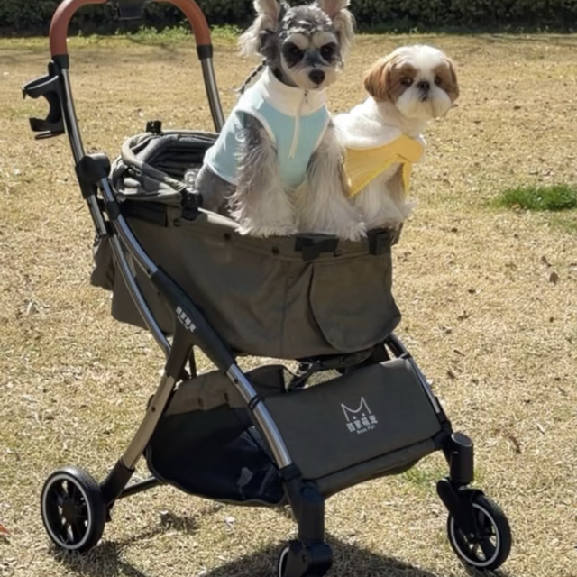 春日当然要带小狗出行啦