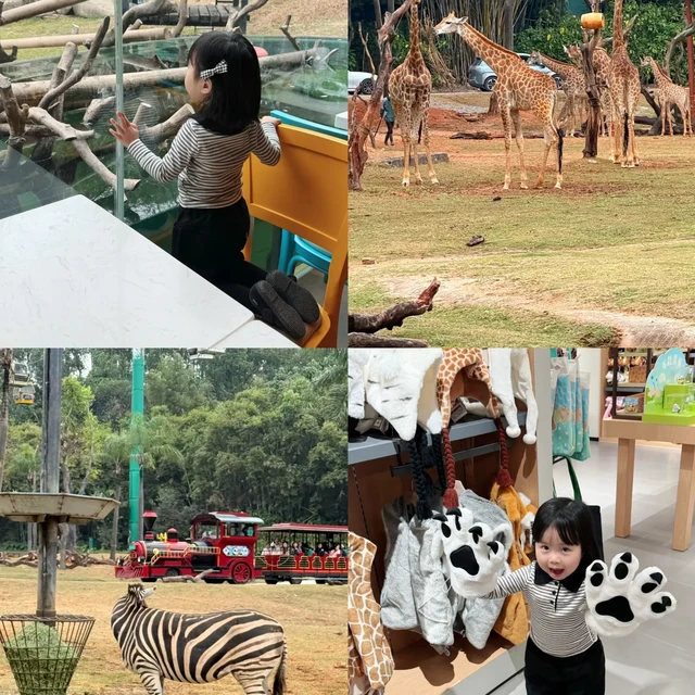 三岁长隆ZoooooDay🦒🐘🐅