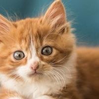 2026年十大宠物空气净化器哪个牌子好？排名实测榜单来了