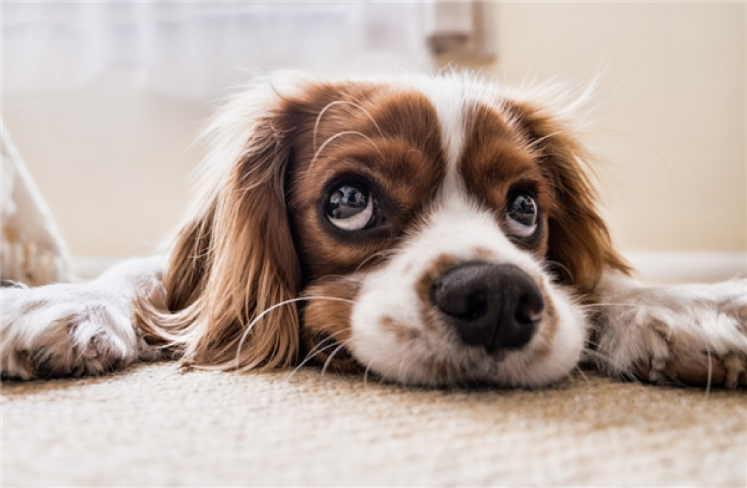 彻底告别“星期宠”!京东发布全国首个互联网宠物犬猫交易标准