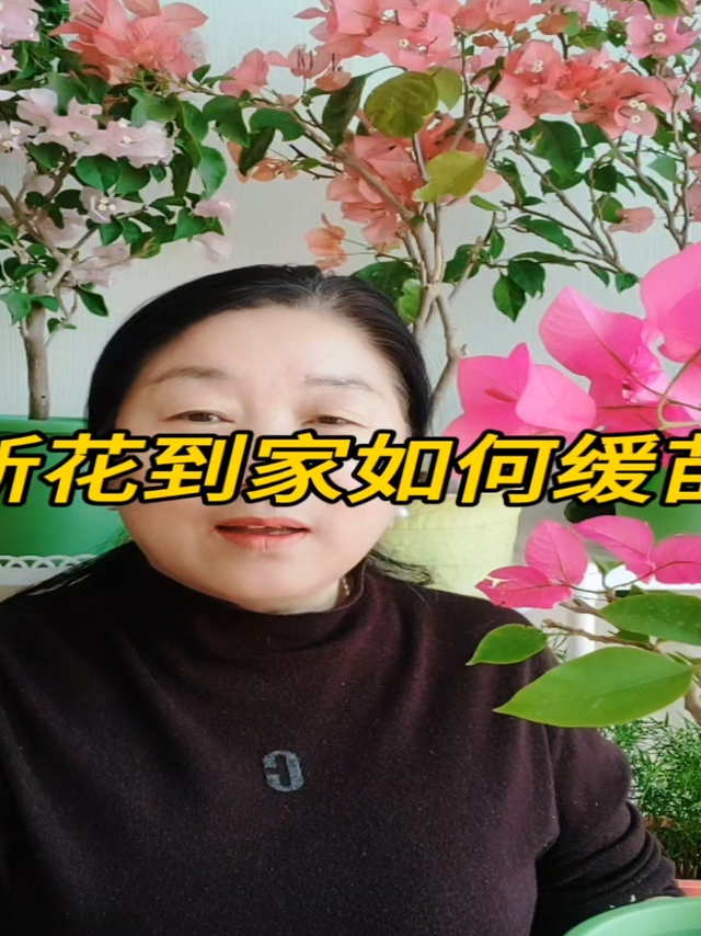 新花到家如何缓苗，看完你就知道了