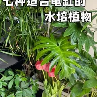 七种适合龟缸水培的植物，在室内都能种得好好的，总有一款适合你#生态龟缸#水培植物生态缸
