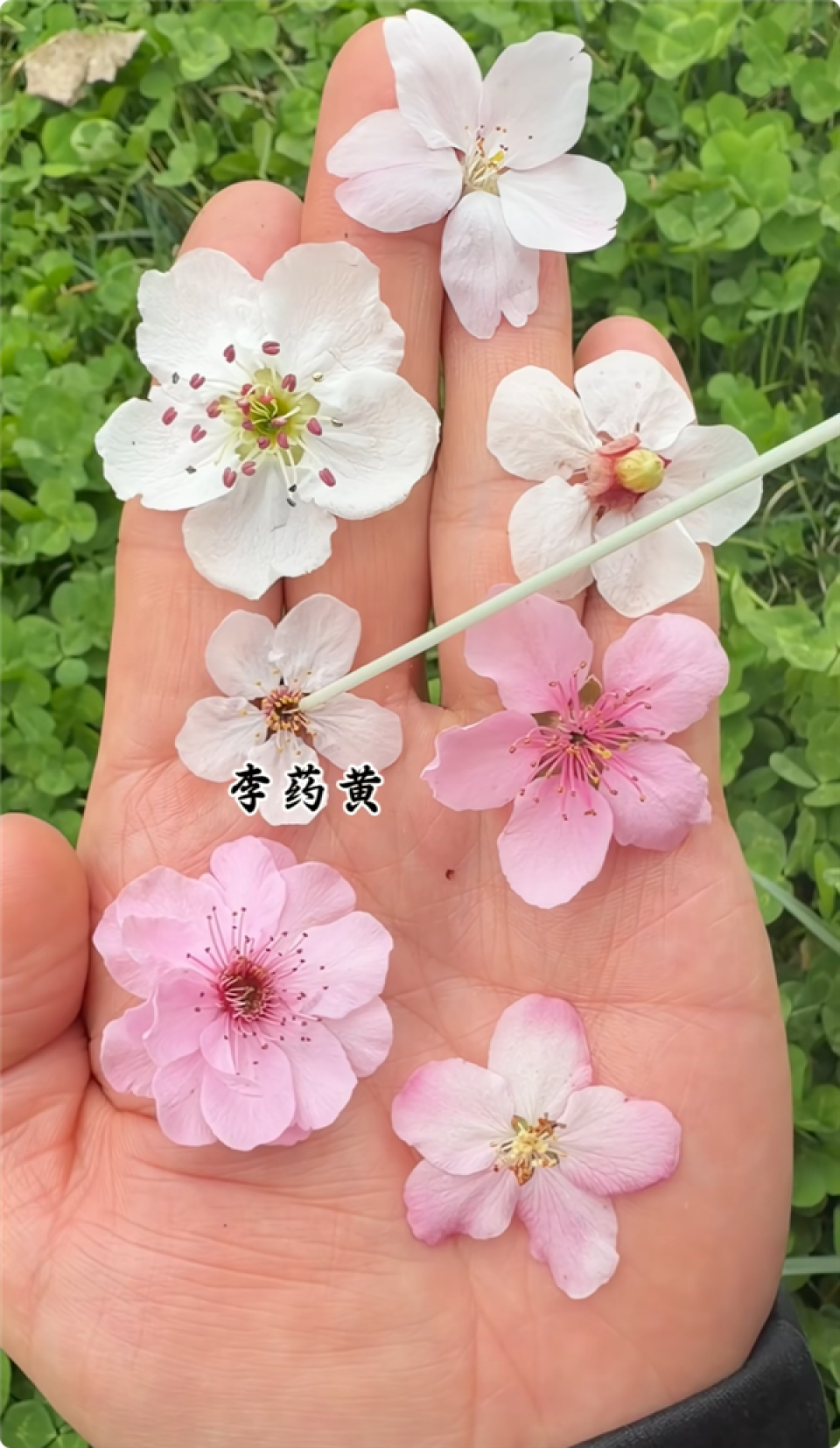 春天来了 这些都是什么花儿?7种春花一文看懂