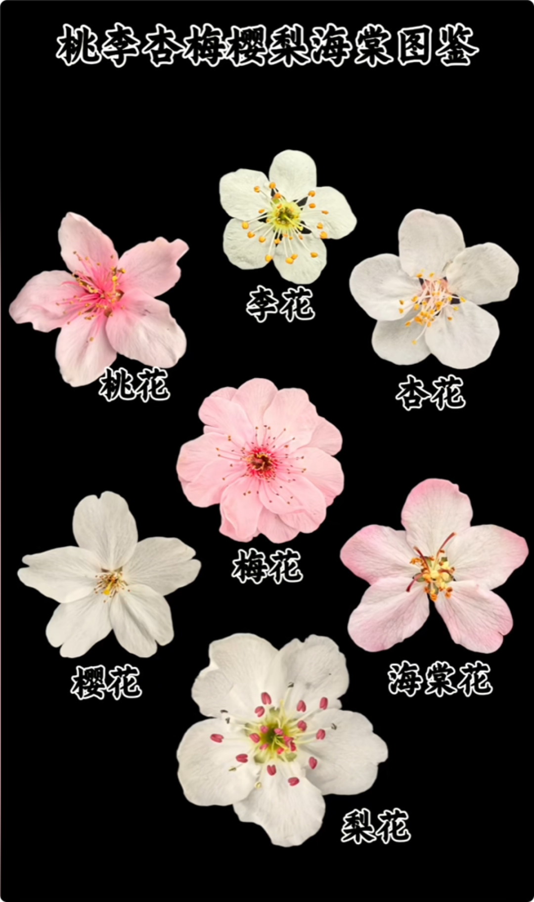 春天来了 这些都是什么花儿?7种春花一文看懂