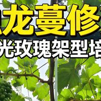 阳光玫瑰独龙蔓架型培养全攻略