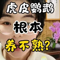 🚨 谁说虎皮鹦鹉养不熟？这波“专业打脸”请收好！#手养鹦鹉 #虎皮鹦鹉 #鹦鹉说话#鹦鹉日常