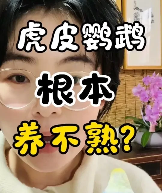 🚨 谁说虎皮鹦鹉养不熟？这波“专业打脸”请收好！#手养鹦鹉 #虎皮鹦鹉 #鹦鹉说话#鹦鹉日常