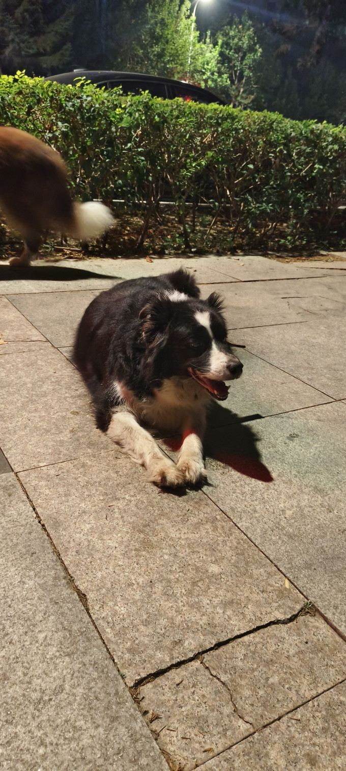 狗狗