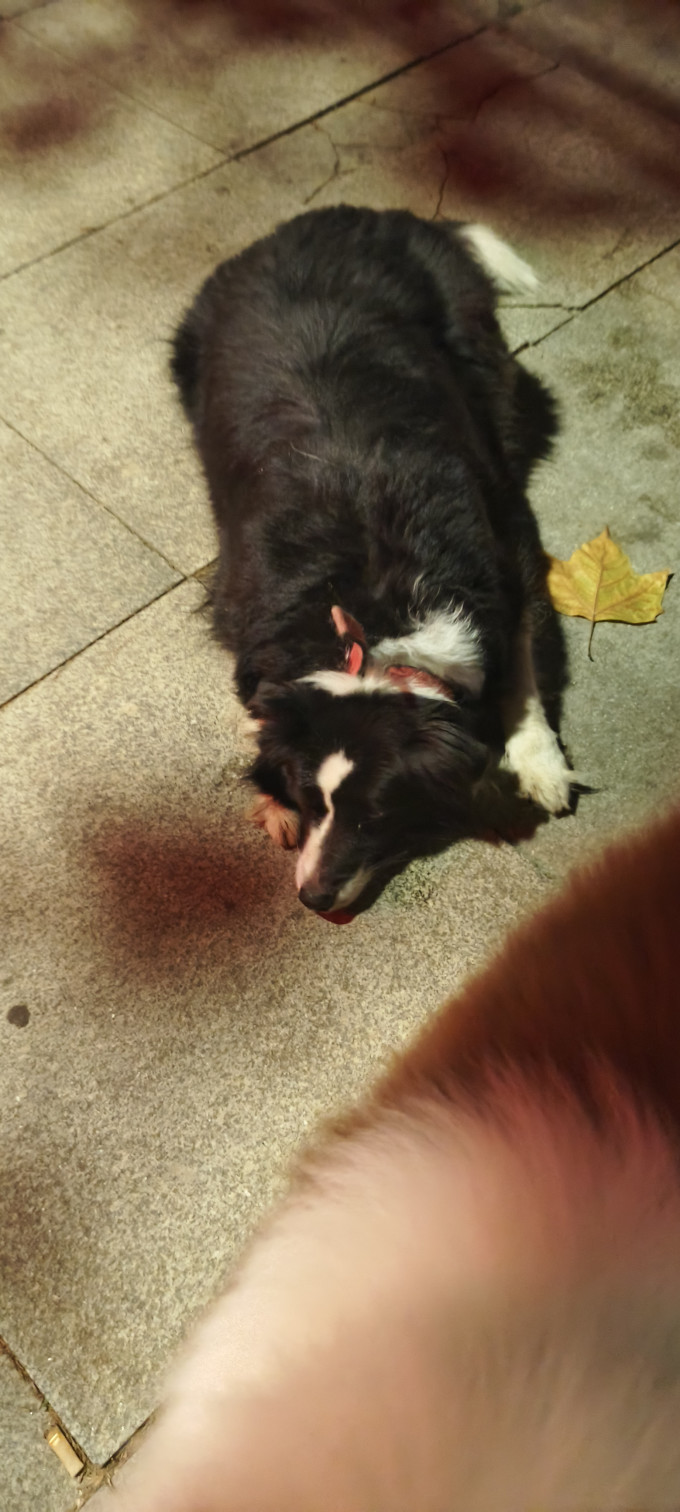 狗狗