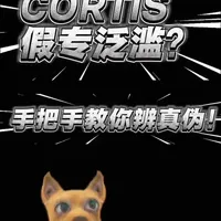 最近cortis假砖真的泛滥了… 别再花真金白银买假专啦🙅‍♀️
这一期带你 2 分钟学会 看价格、看发货地、看防伪贴、看编码，
假货一眼识破🧐
想学官网查真伪实操的宝子记得看到最后～
#cortis #kpop #专辑 #一起追星吧