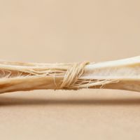 七成牛皮磨牙棒接近饲料安全上限，这些“天然”零食正在悄悄伤害狗狗肠胃