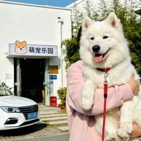月薪过万的狗幼儿园，是专业刚需还是智商税？