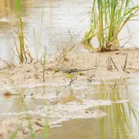 索尼A6700拍鸟初体验（附样片）