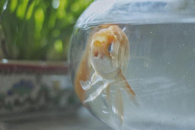 养鱼喂食全指南：避开8大误区，掌握科学喂法