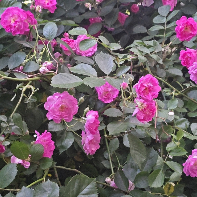 胶原蛋白肽喝多久见效？淡纹嫩肤、修护抗衰不同人群养护周期