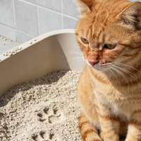 2026年3月 木薯猫砂性价比选购参考清单