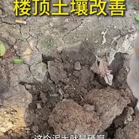 重茬土壤板结没营养肥力怎么办？可以换土或晒土加粪肥、枯草芽孢杆菌配土
