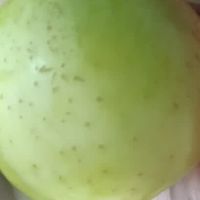 青苹果金帅绿苹果青水果新鲜应当季丑苹果