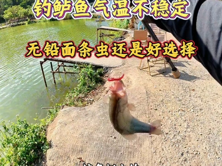 钓鲈鱼气温不稳定鱼情高压怎么解决？