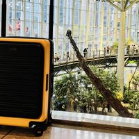 春天换新箱，带娃出门正当时