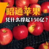昭通苹果是怎么做成150亿大产业的？