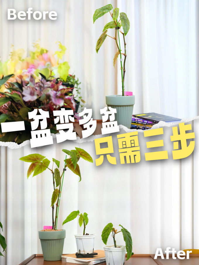 鲜花速递
