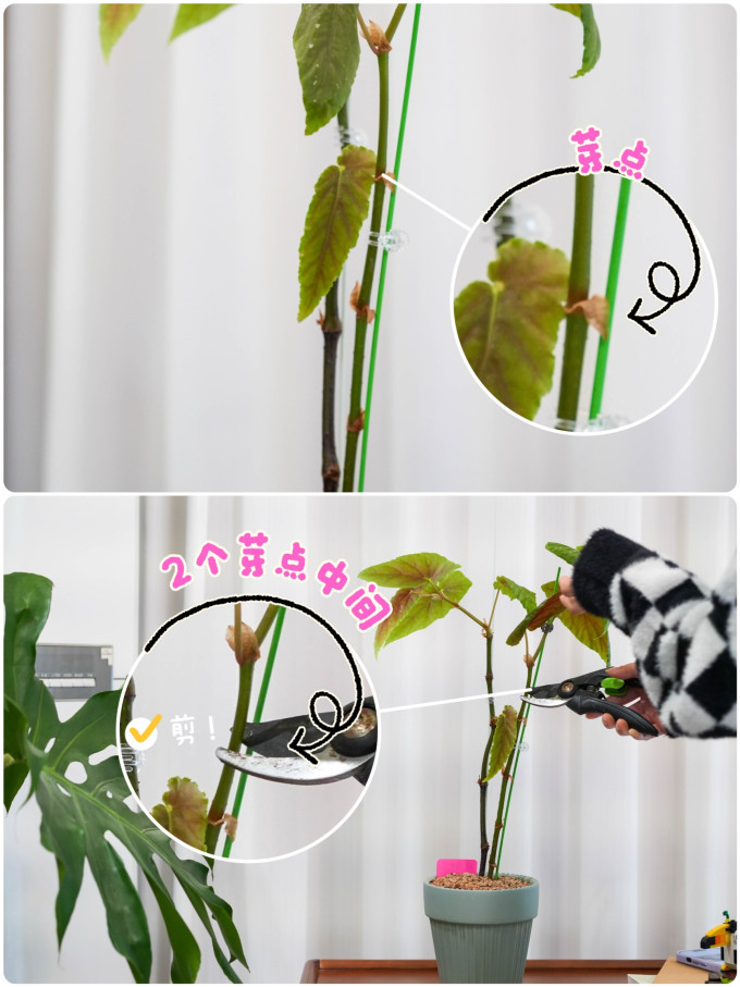 鲜花速递