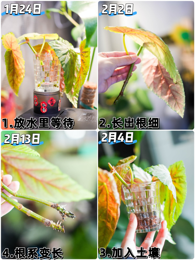 鲜花速递