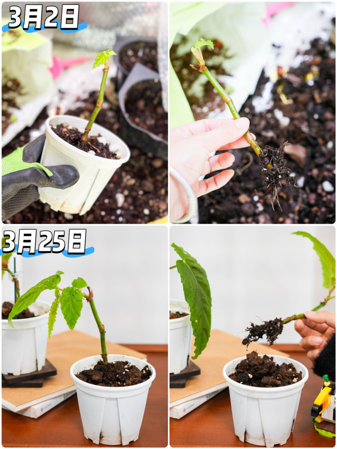鲜花速递